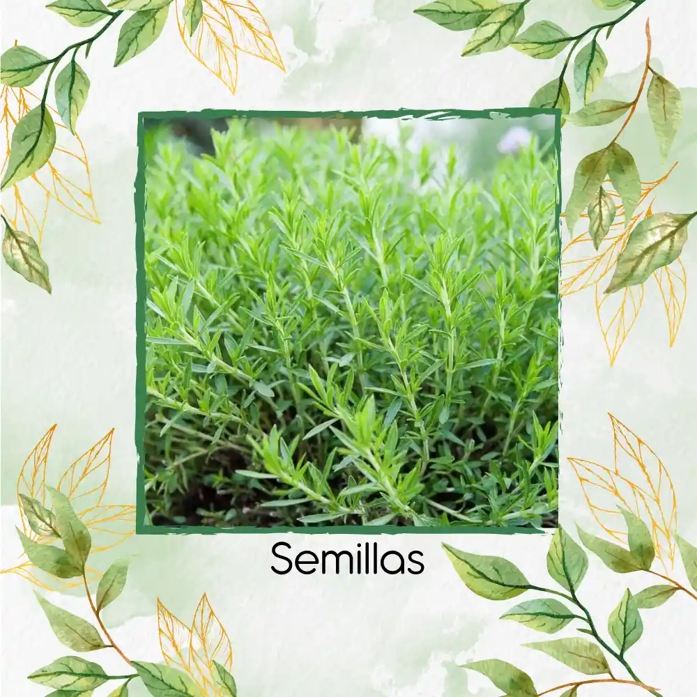 50 Semillas Orgánicas De Estragón Frances