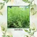 100 Semillas Orgánicas De Estragón Frances