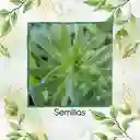 100 Semillas Orgánicas De Estragón Frances