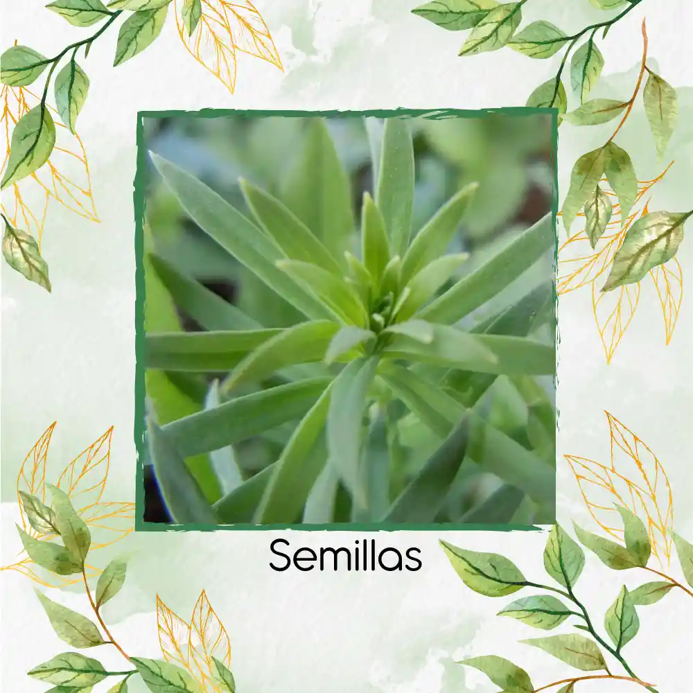 1.000 Semillas Orgánicas De Estragón Frances