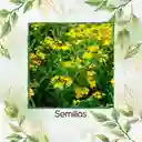 2.000 Semillas Orgánicas De Estragón Frances