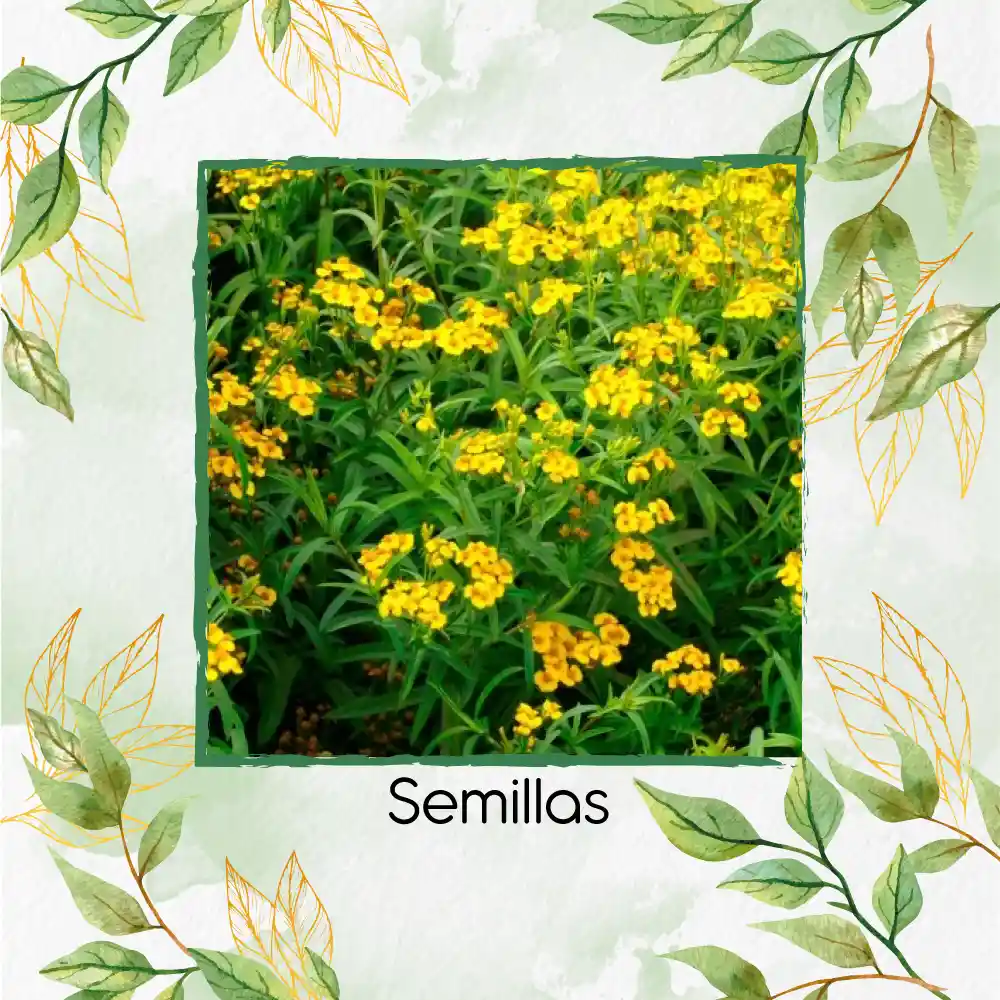 4.000 Semillas Orgánicas De Estragón Frances