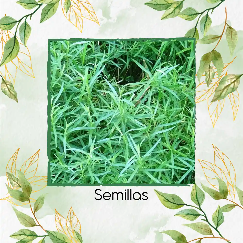 4.000 Semillas Orgánicas De Estragón Frances