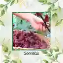 400 Semillas Orgánicas De Flor De Jamaica