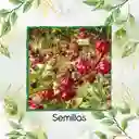 800 Semillas Orgánicas De Flor De Jamaica