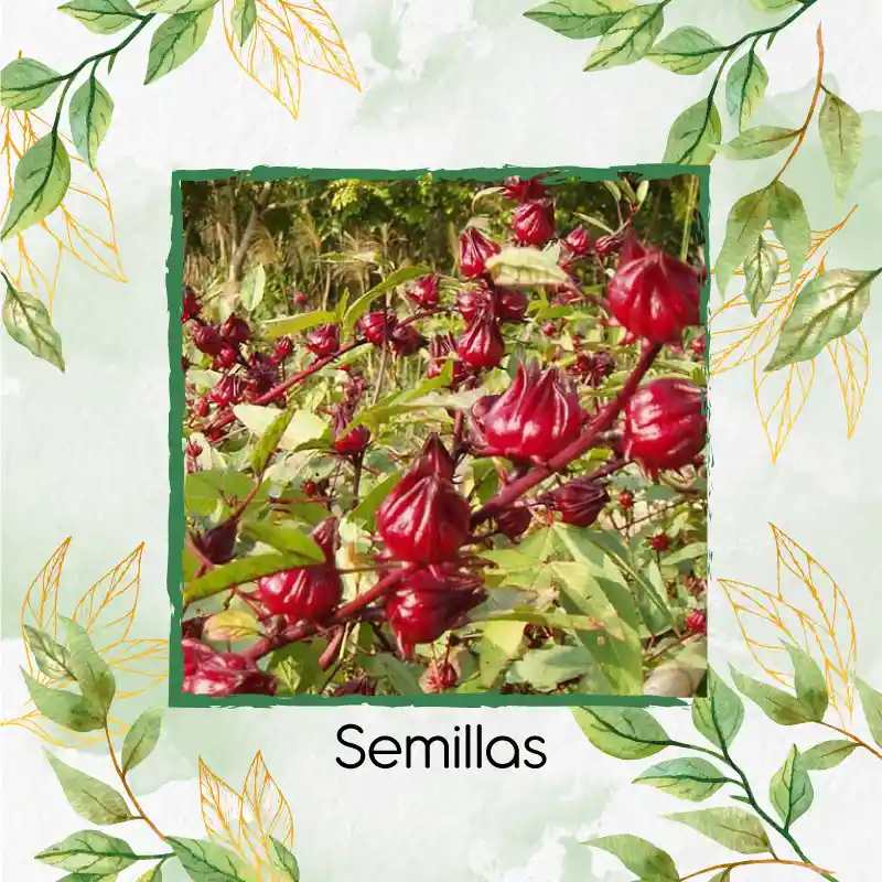 800 Semillas Orgánicas De Flor De Jamaica