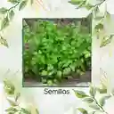 100 Semillas Orgánicas De Perifolio