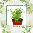 100 Semillas Orgánicas De Perifolio