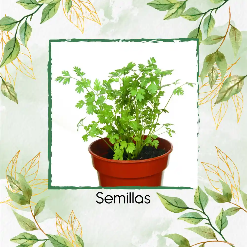 100 Semillas Orgánicas De Perifolio