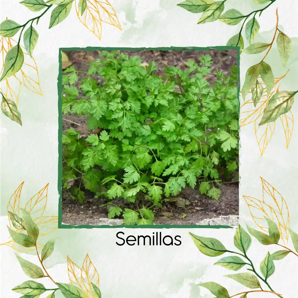 400 Semillas Orgánicas De Perifolio