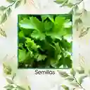 2.000 Semillas Orgánicas De Perifolio