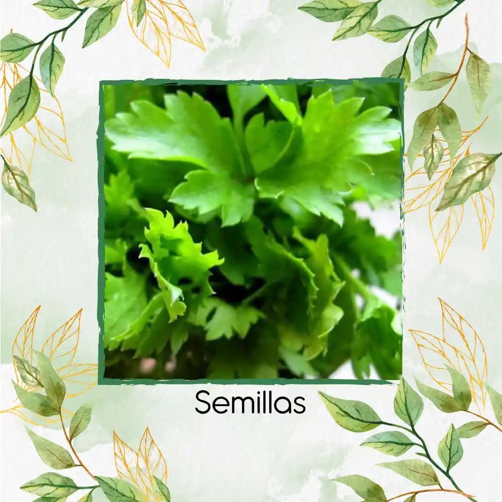 2.000 Semillas Orgánicas De Perifolio