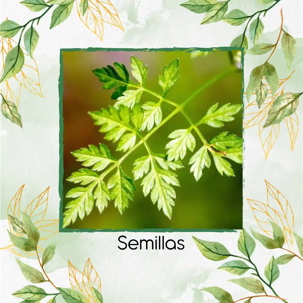 2.000 Semillas Orgánicas De Perifolio