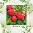 5 Semillas Orgánicas De Frambuesa