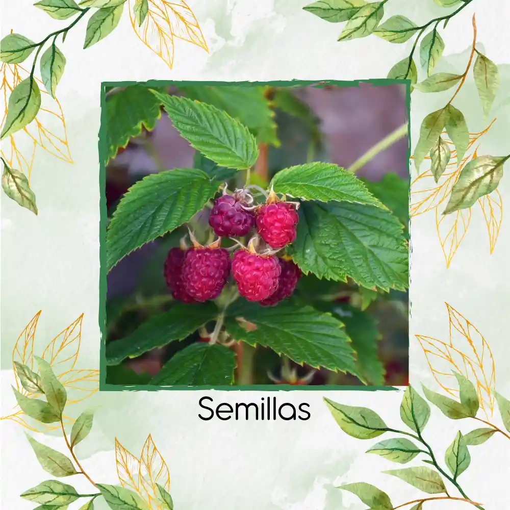 5 Semillas Orgánicas De Frambuesa