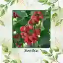 40 Semillas Orgánicas De Frambuesa