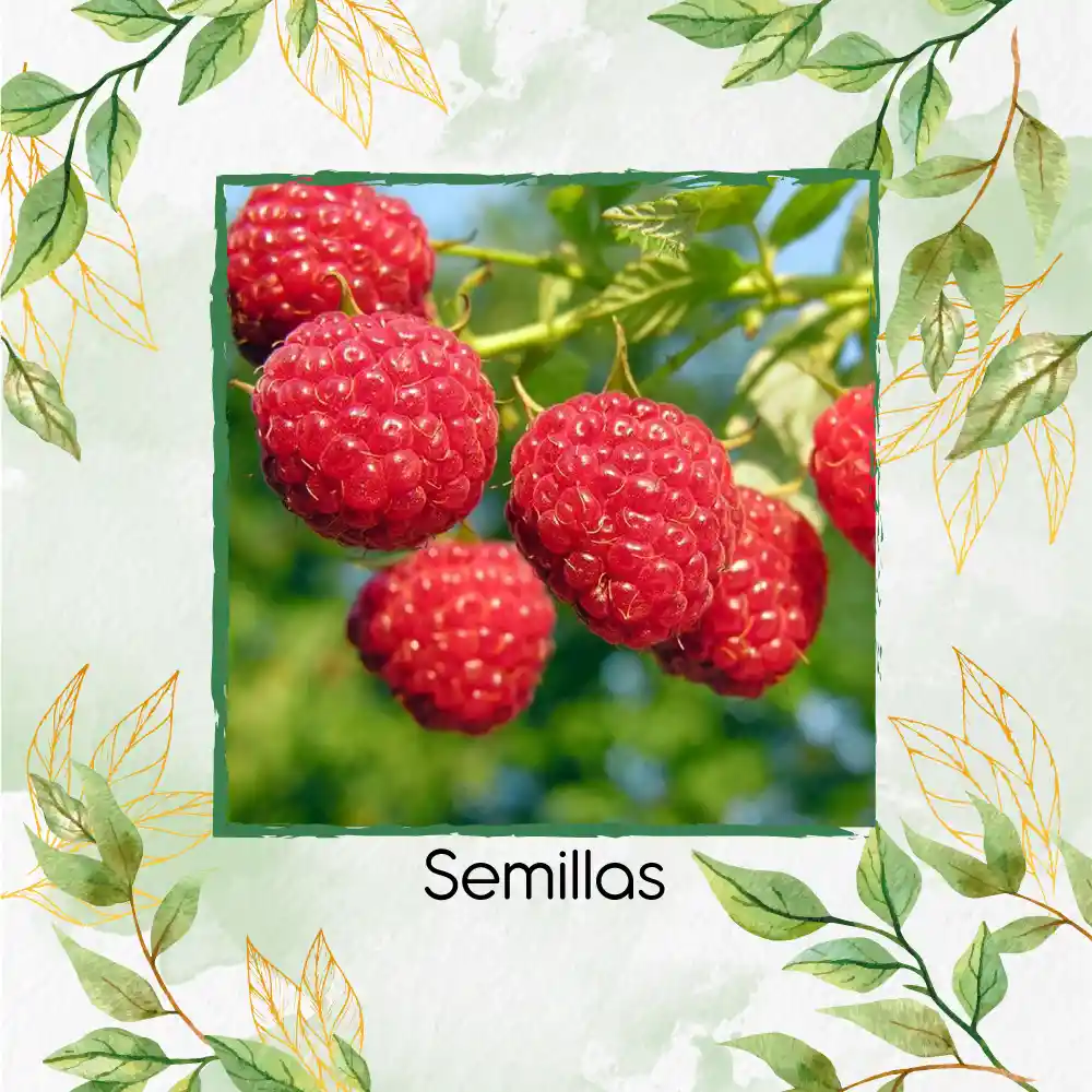 40 Semillas Orgánicas De Frambuesa