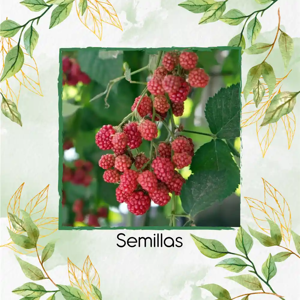 200 Semillas Orgánicas De Frambuesa