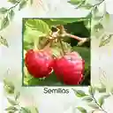 200 Semillas Orgánicas De Frambuesa