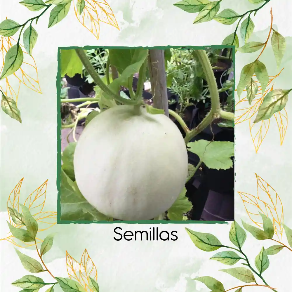20 Semillas Orgánicas De Melón Blanco Pulpa Verde