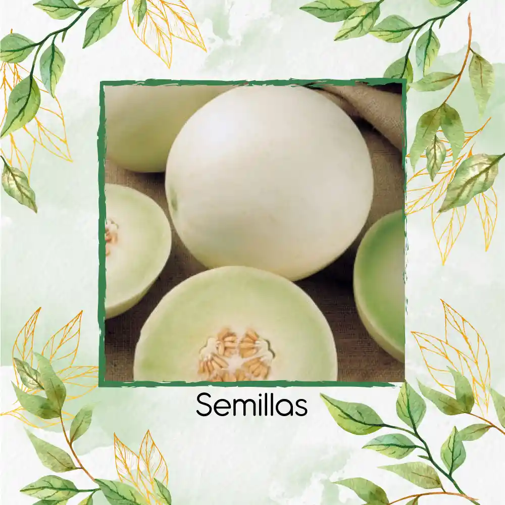 80 Semillas Orgánicas De Melón Blanco Pulpa Verde