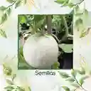 80 Semillas Orgánicas De Melón Blanco Pulpa Verde