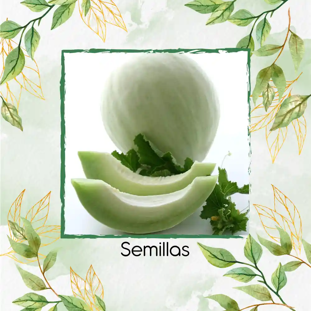 160 Semillas Orgánicas De Melón Blanco Pulpa Verde