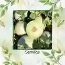 1.600 Semillas Orgánicas De Melón Blanco Pulpa Verde