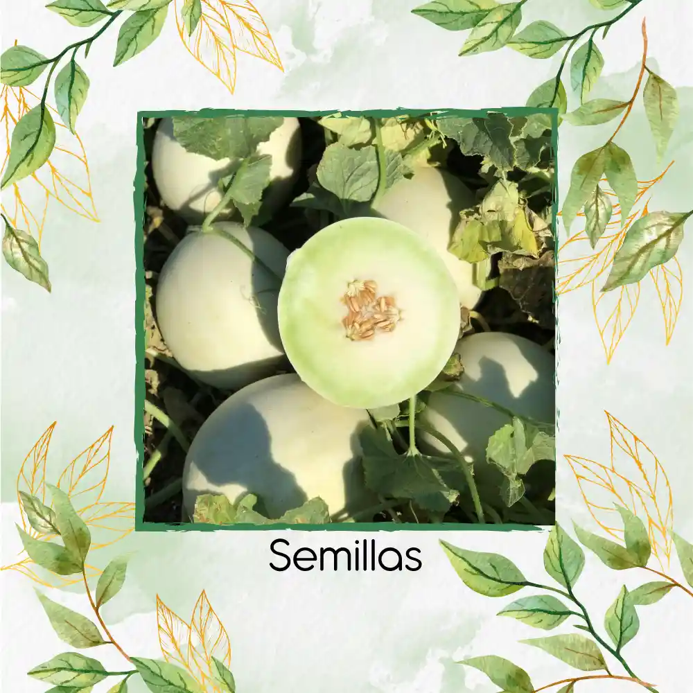1.600 Semillas Orgánicas De Melón Blanco Pulpa Verde