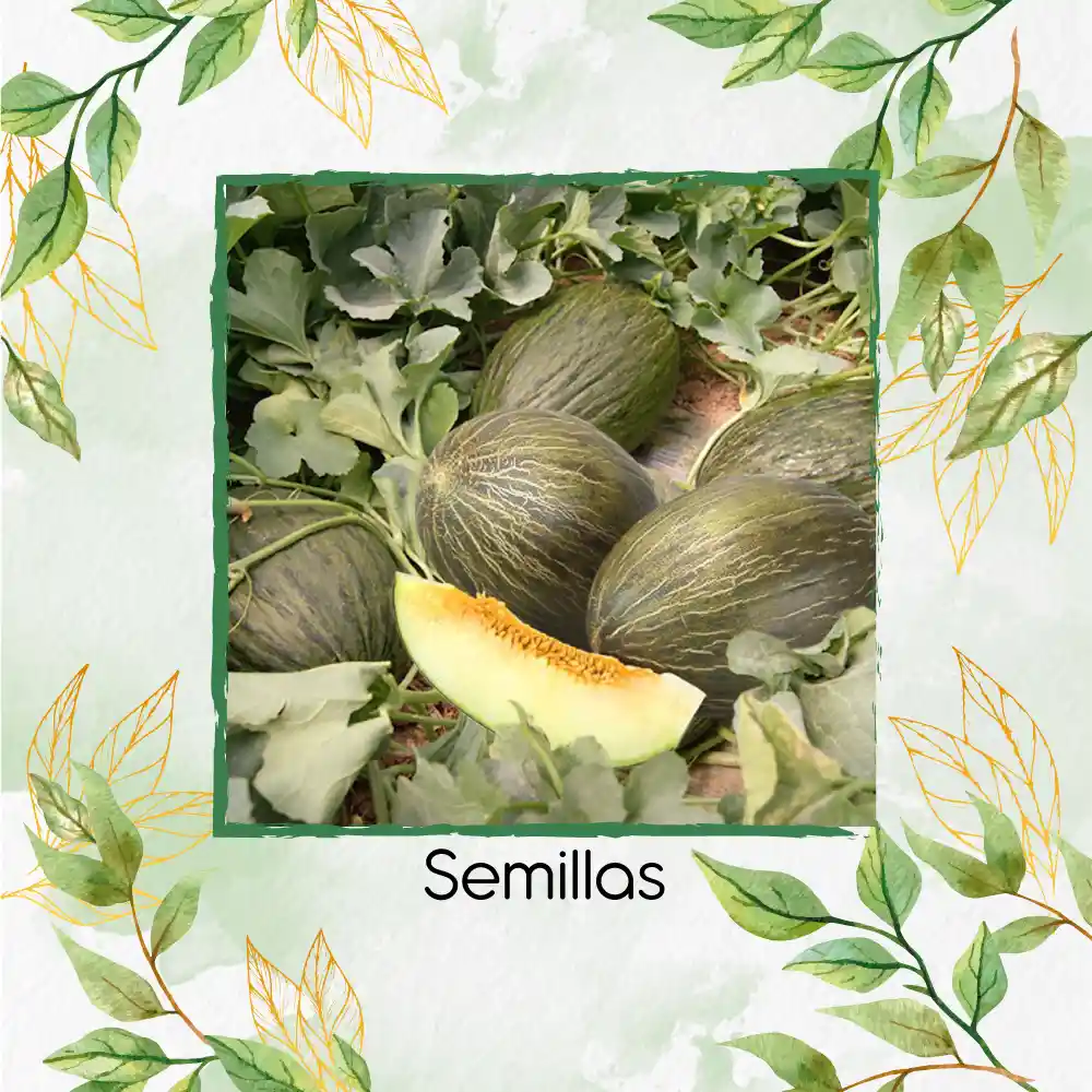 40 Semillas Orgánicas De Melón Piña