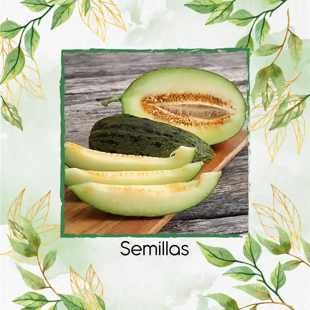40 Semillas Orgánicas De Melón Piña