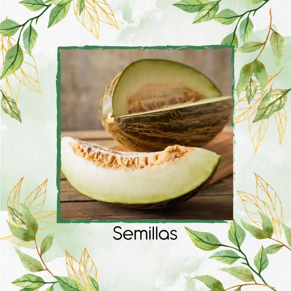 1.600 Semillas Orgánicas De Melón Piña