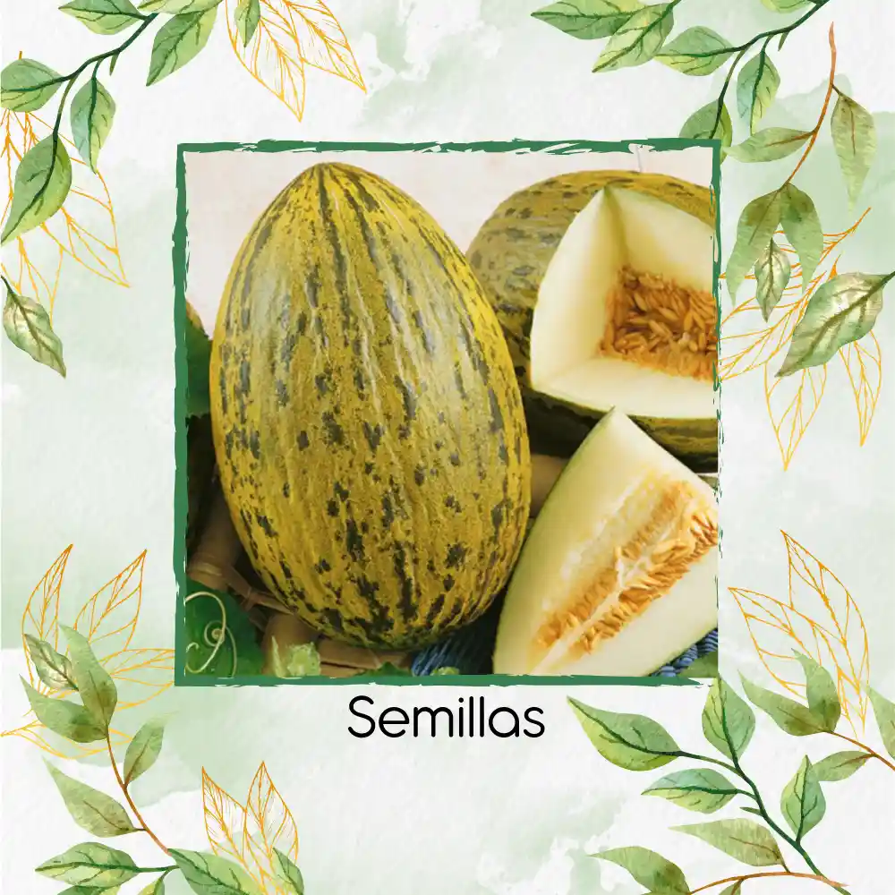 1.600 Semillas Orgánicas De Melón Piña