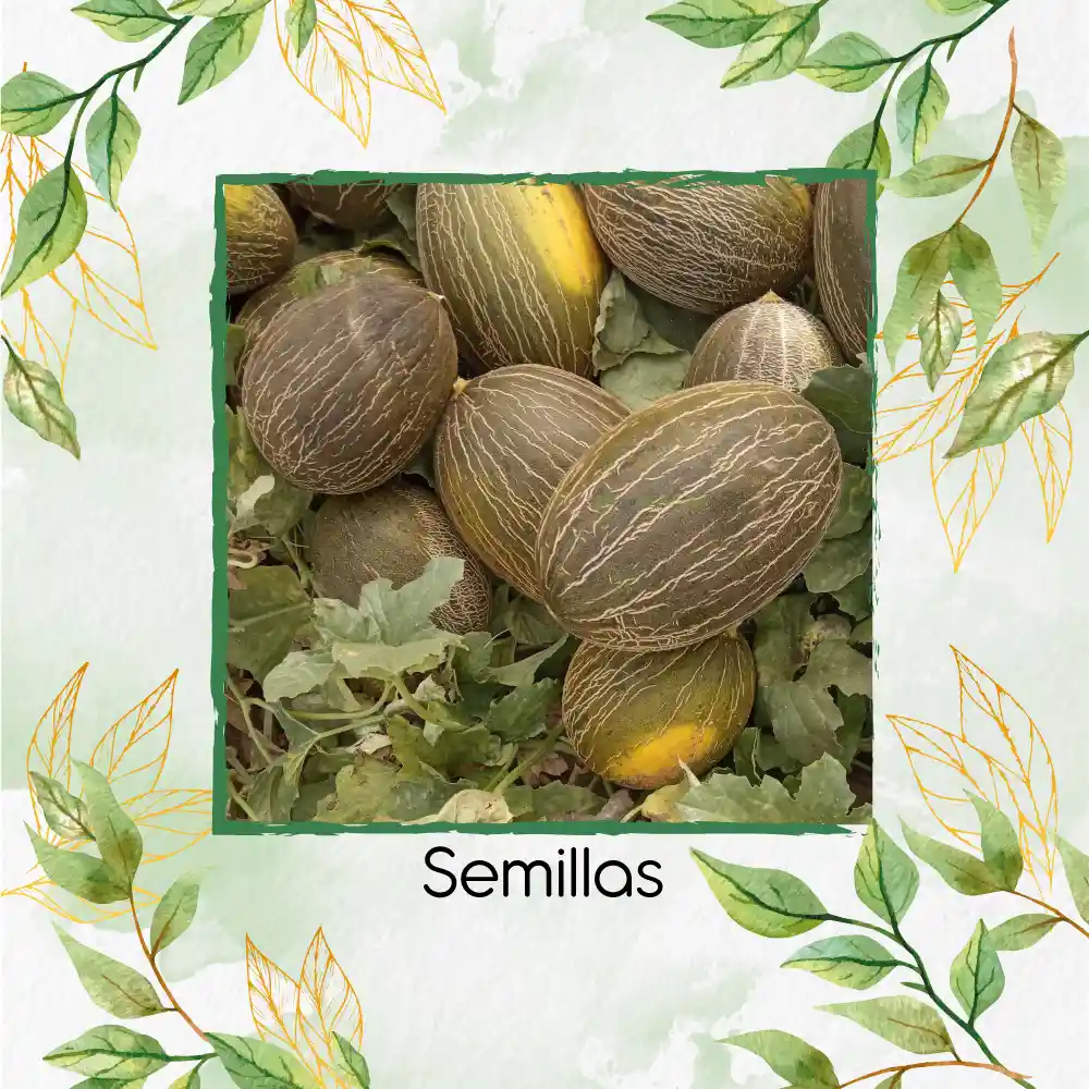 80 Semillas Orgánicas De Melón Valencia Late