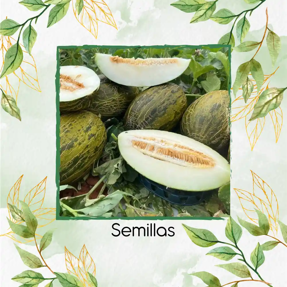 80 Semillas Orgánicas De Melón Valencia Late