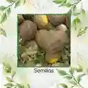 400 Semillas Orgánicas De Melón Valencia Late