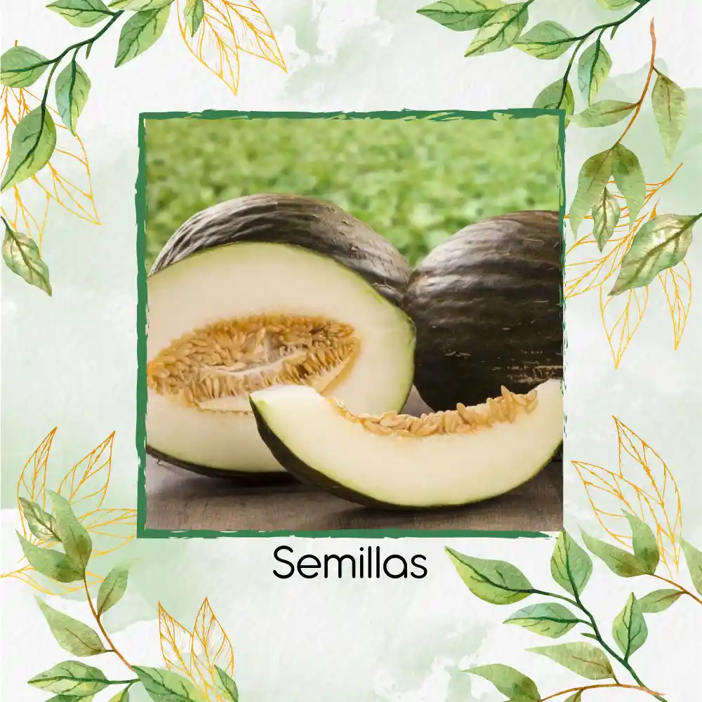 1.600 Semillas Orgánicas De Melón Valencia Late