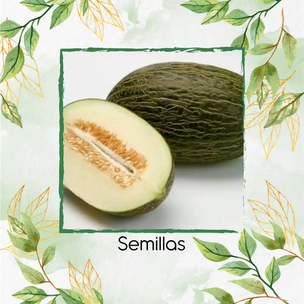 1.600 Semillas Orgánicas De Melón Valencia Late