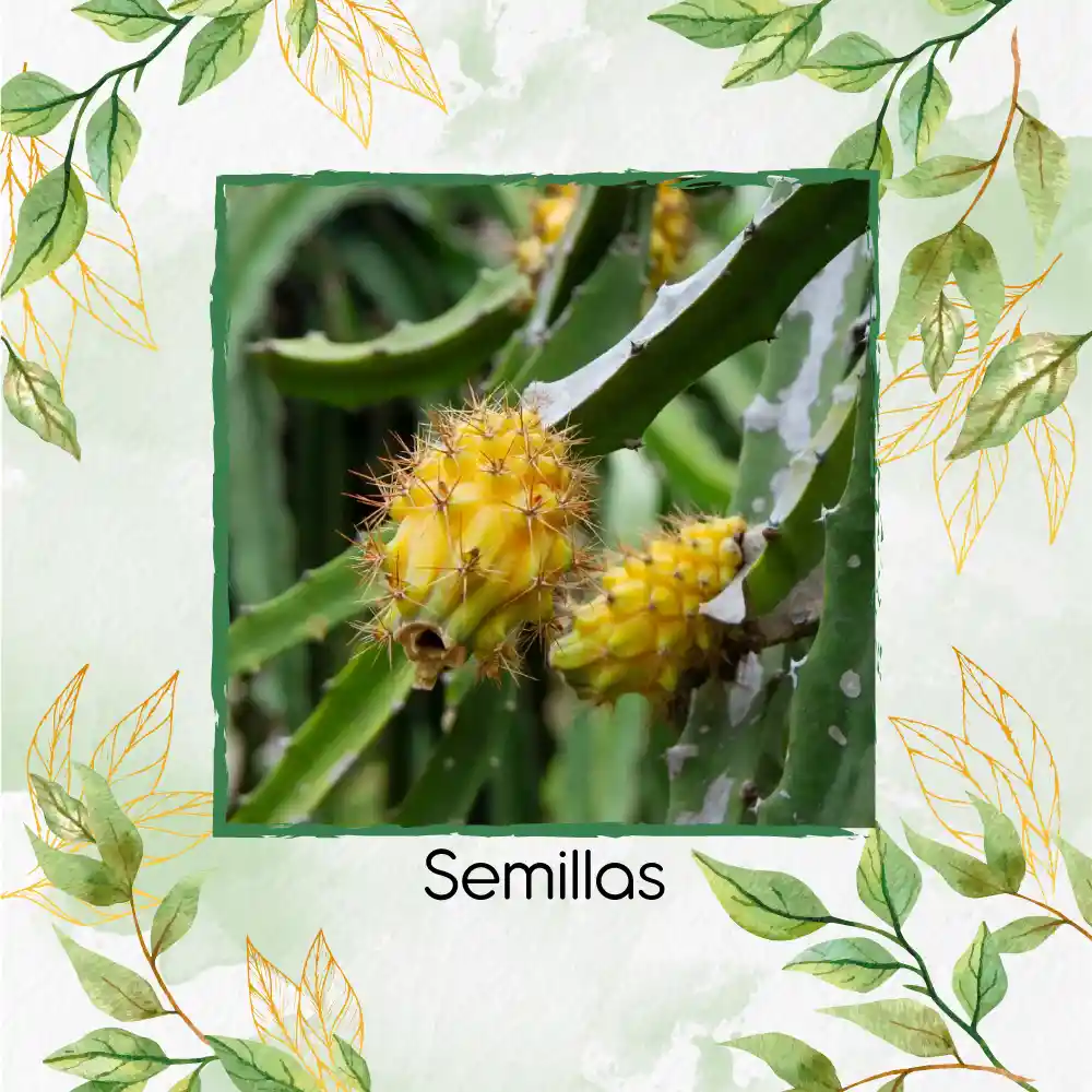 8 Semillas Orgánicas De Pitahaya Amarilla