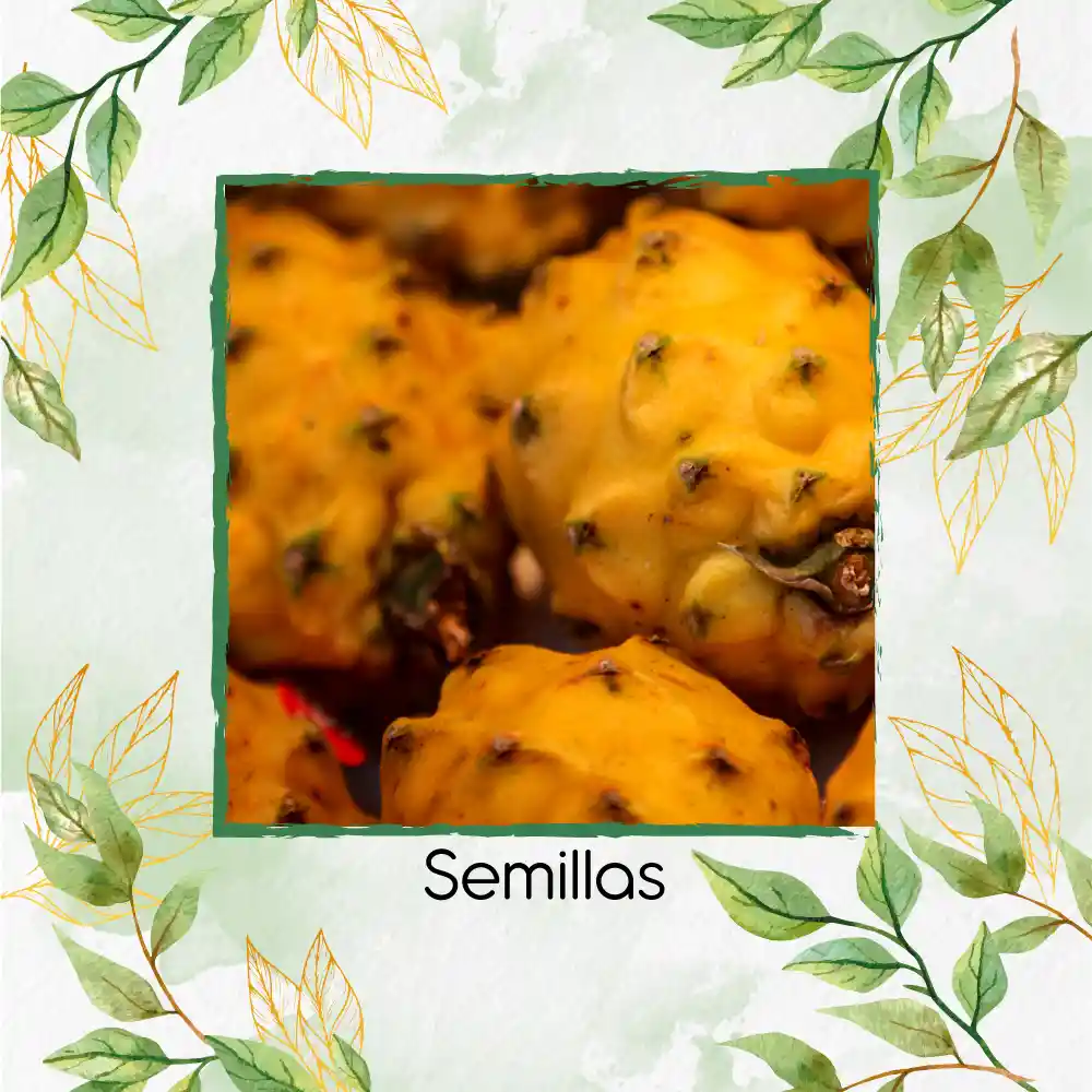 15 Semillas Orgánicas De Pitahaya Amarilla