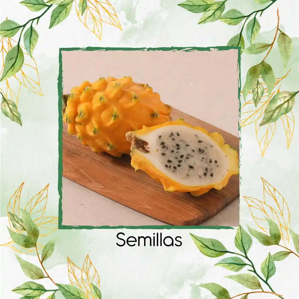150 Semillas Orgánicas De Pitahaya Amarilla