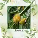 150 Semillas Orgánicas De Pitahaya Amarilla