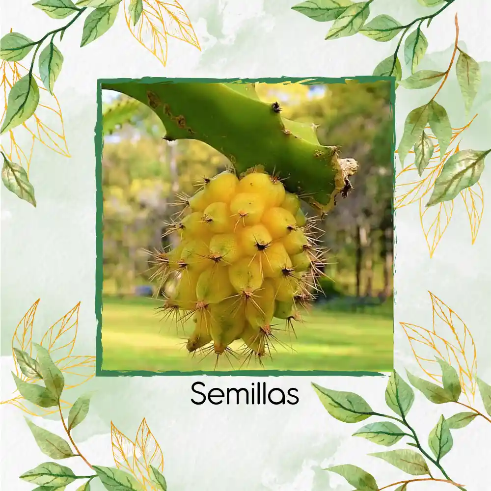 150 Semillas Orgánicas De Pitahaya Amarilla