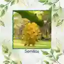 600 Semillas Orgánicas De Pitahaya Amarilla