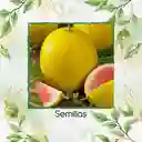 72 Semillas Orgánicas De Sandía Baby Dorada