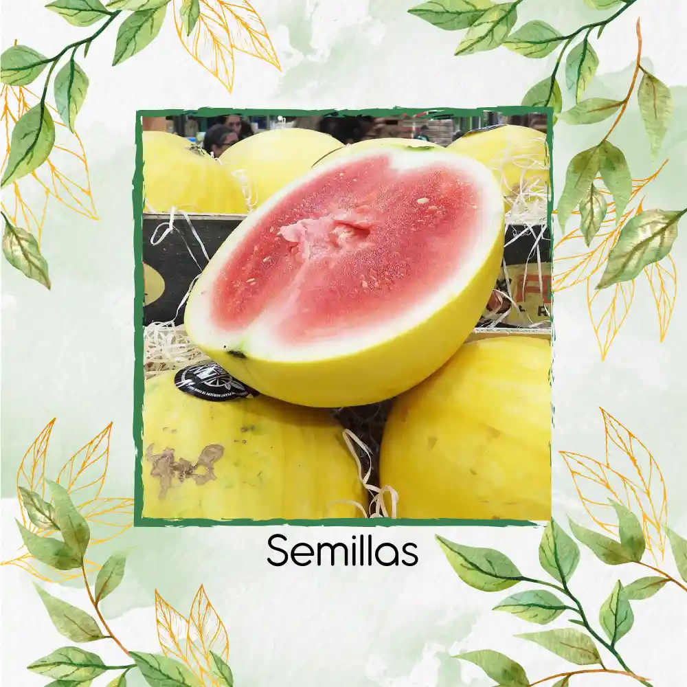 72 Semillas Orgánicas De Sandía Baby Dorada