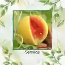 72 Semillas Orgánicas De Sandía Baby Dorada