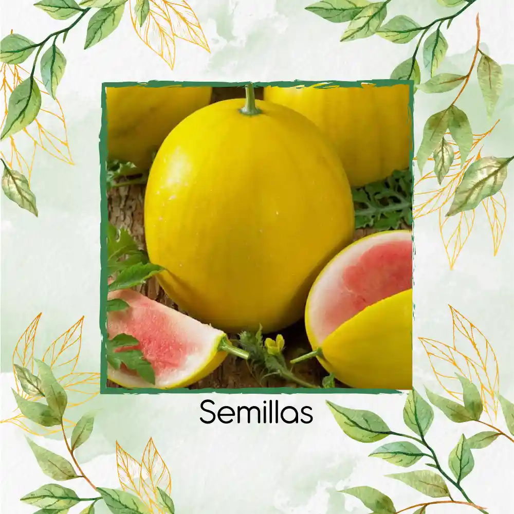 180 Semillas Orgánicas De Sandía Baby Dorada