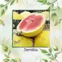 360 Semillas Orgánicas De Sandía Baby Dorada
