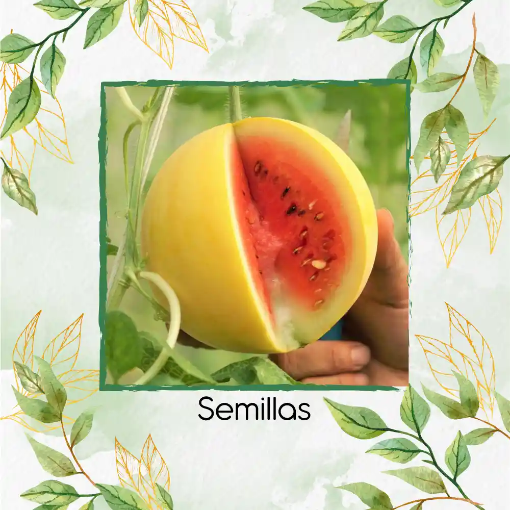 360 Semillas Orgánicas De Sandía Baby Dorada
